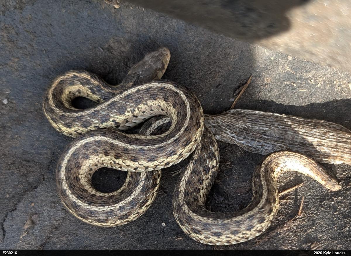 Eastern Gartersnake