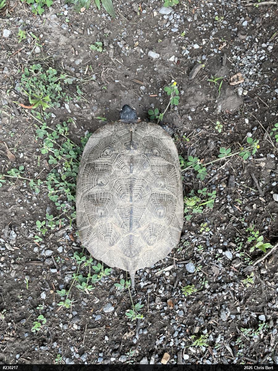 Wood Turtle