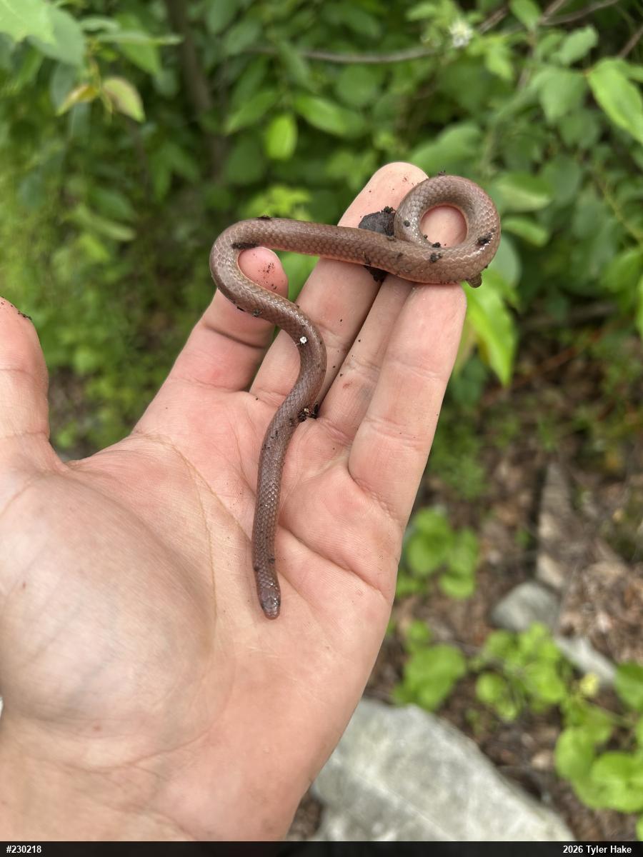 Eastern Wormsnake