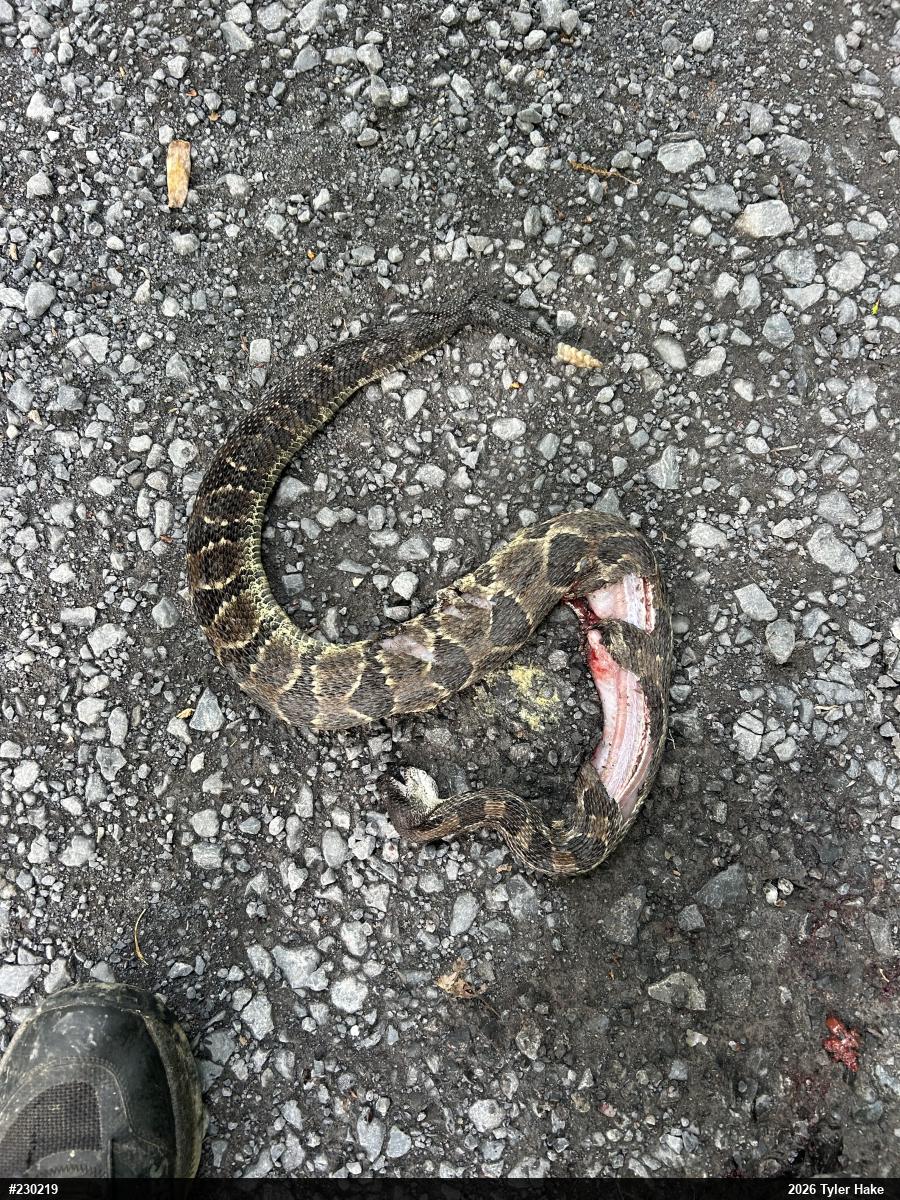 Timber Rattlesnake
