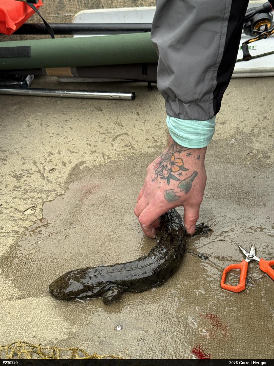 Eastern Hellbender