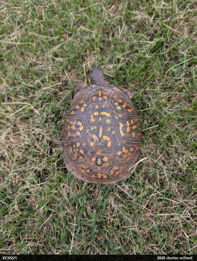 Eastern Box Turtle