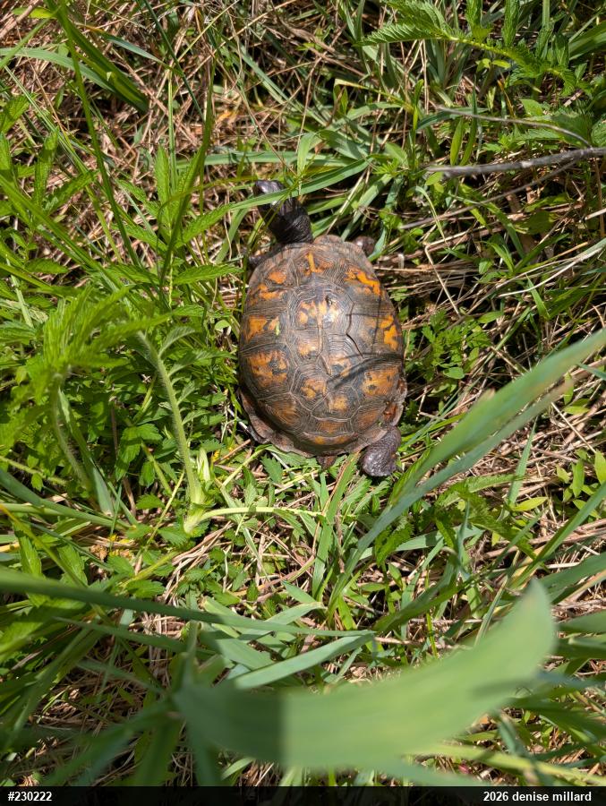 Eastern Box Turtle