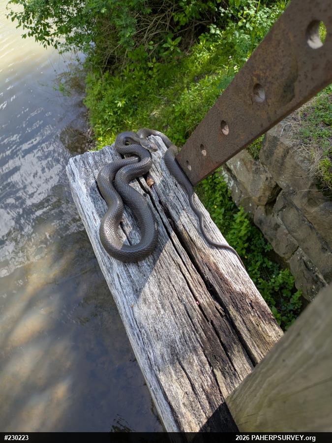 Eastern Ratsnake