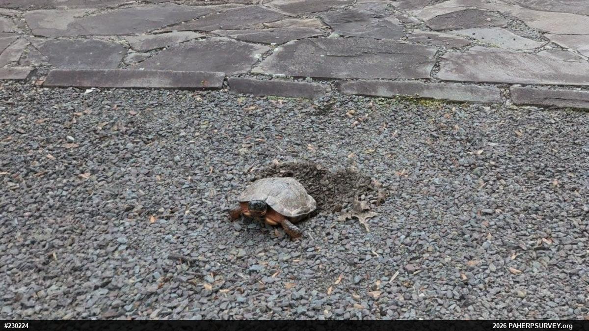 Wood Turtle