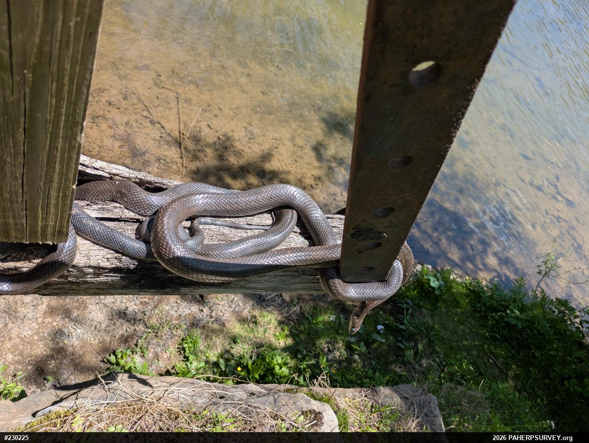 Eastern Ratsnake