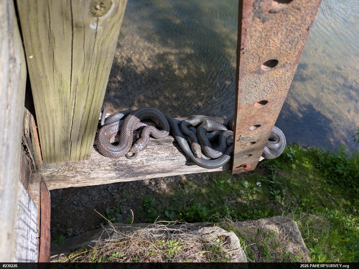 Eastern Ratsnake