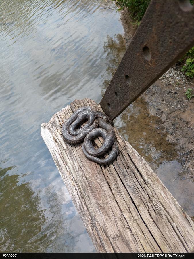 Eastern Ratsnake