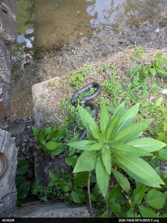 Eastern Ratsnake