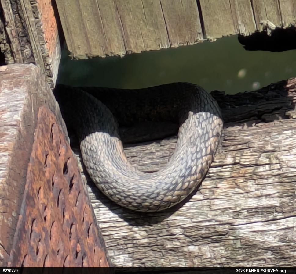 Eastern Gartersnake