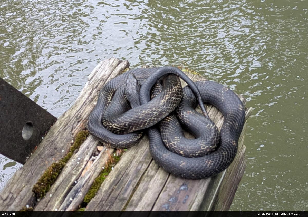Eastern Ratsnake