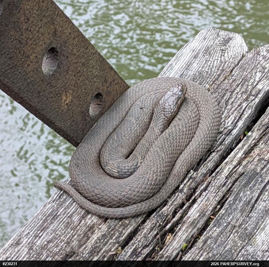 Northern Watersnake