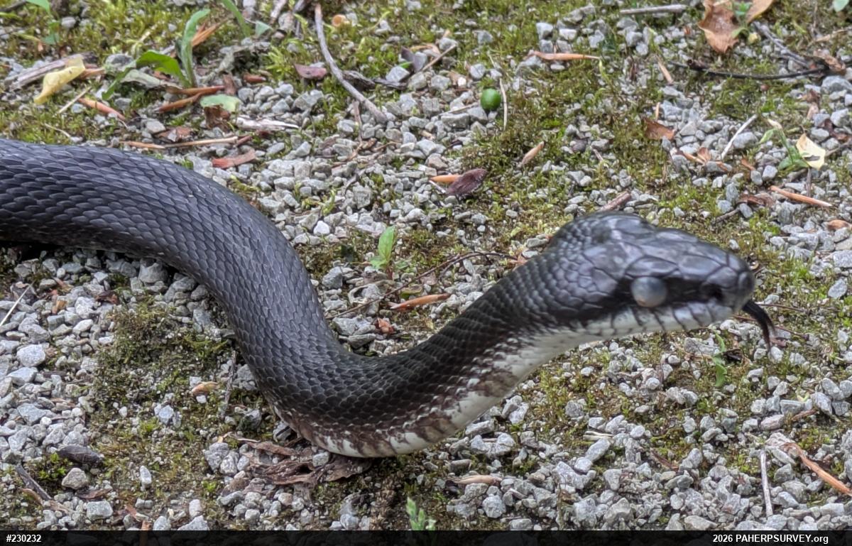 Eastern Ratsnake