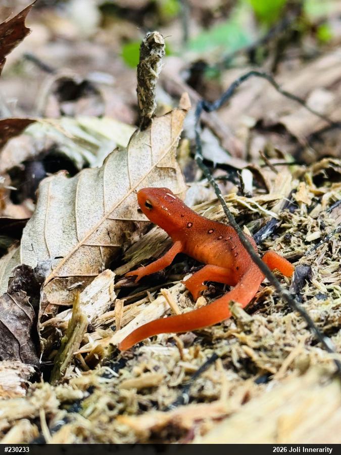 Red-spotted Newt