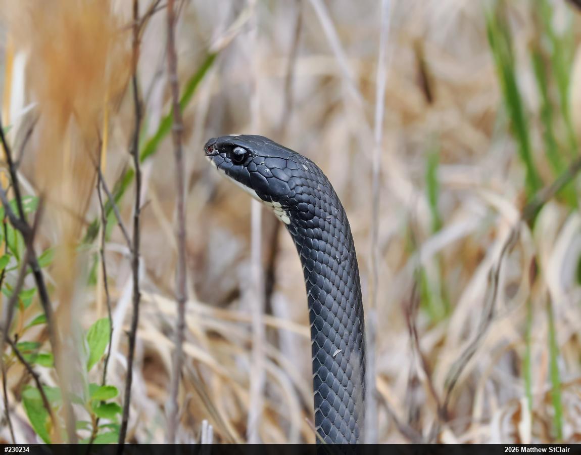 Northern Black Racer