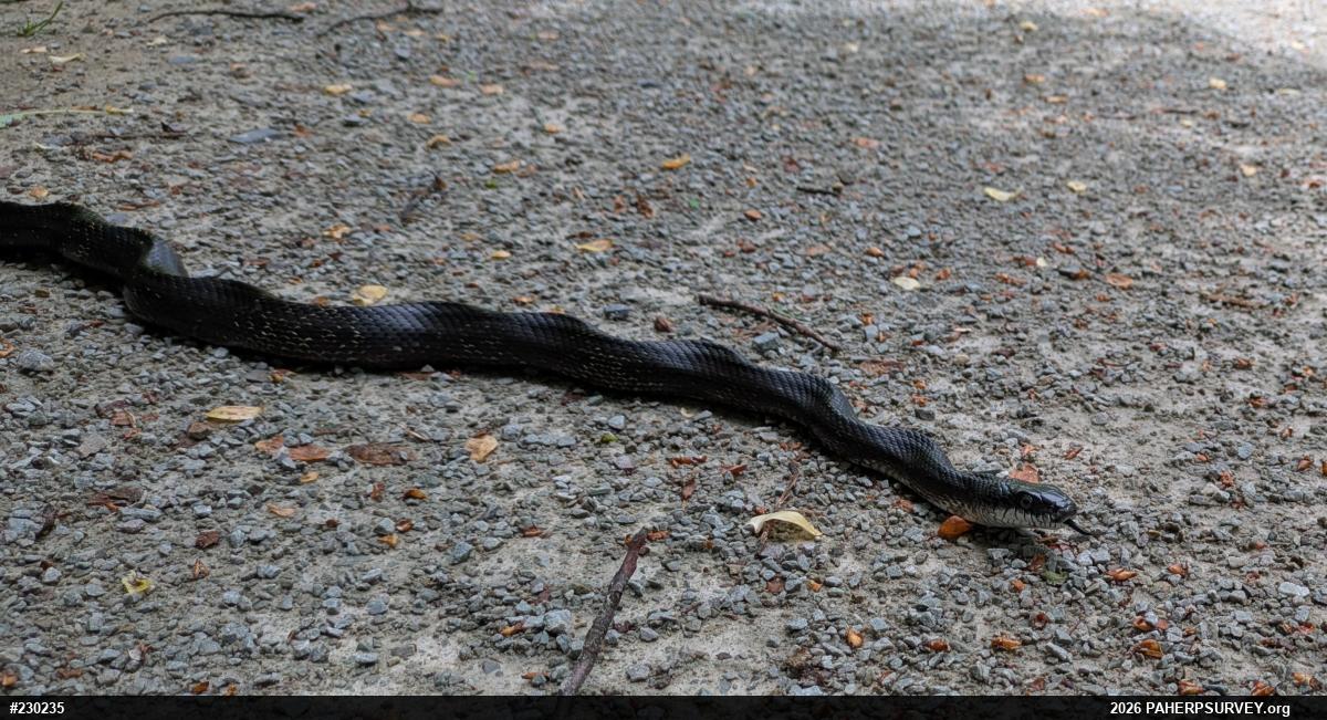 Eastern Ratsnake