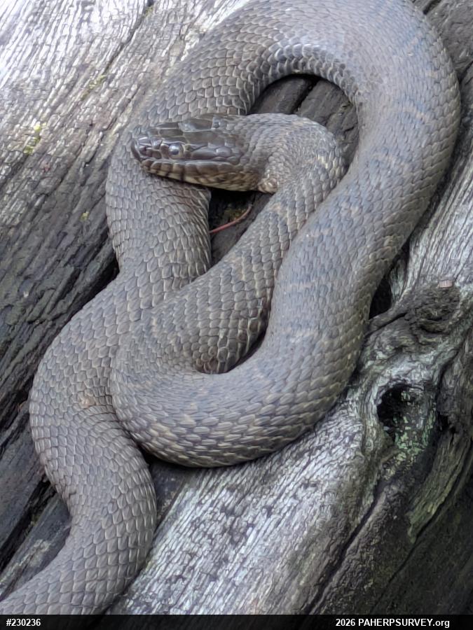 Northern Watersnake