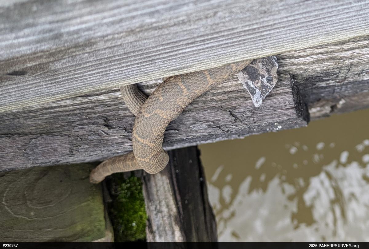 Northern Watersnake