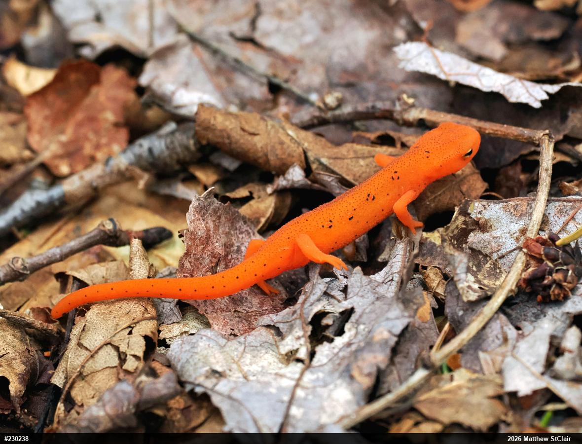Red-spotted Newt