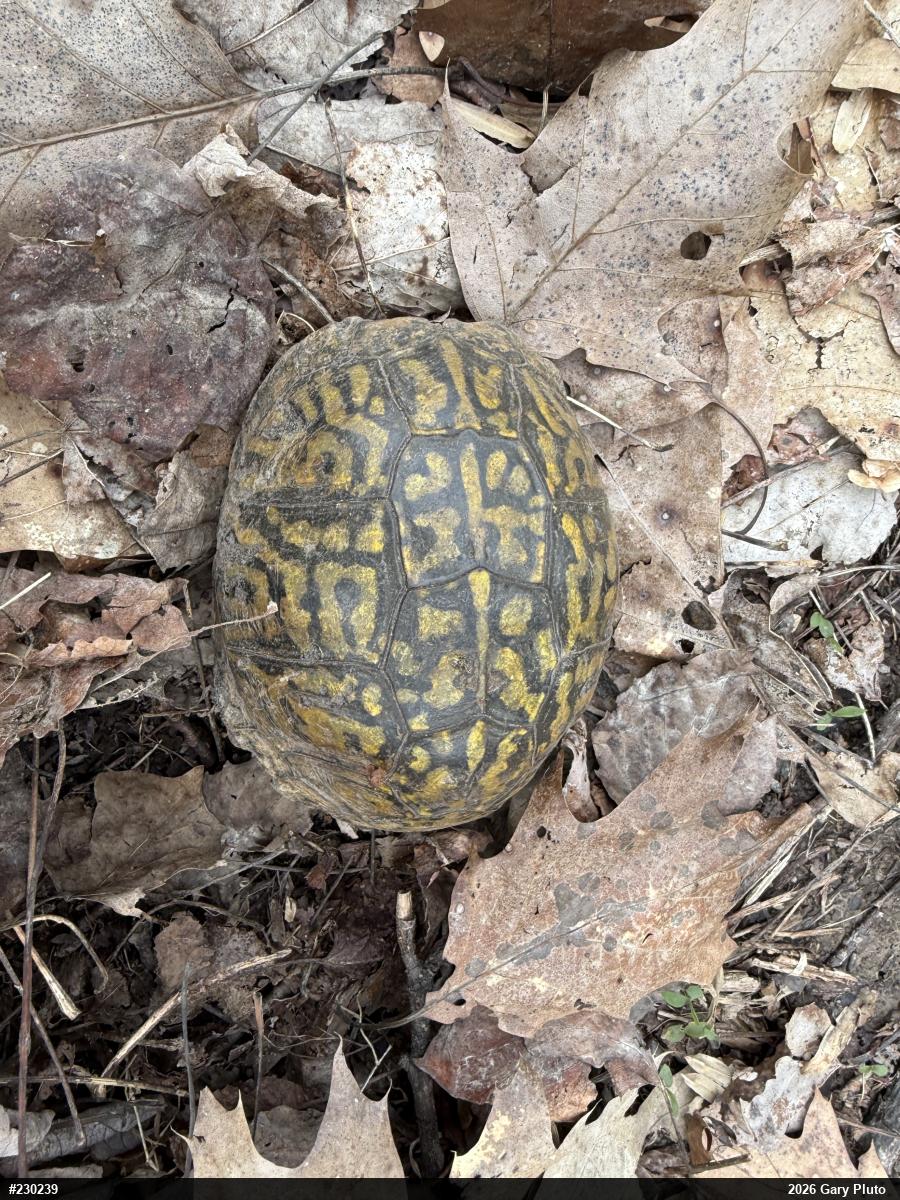 Eastern Box Turtle