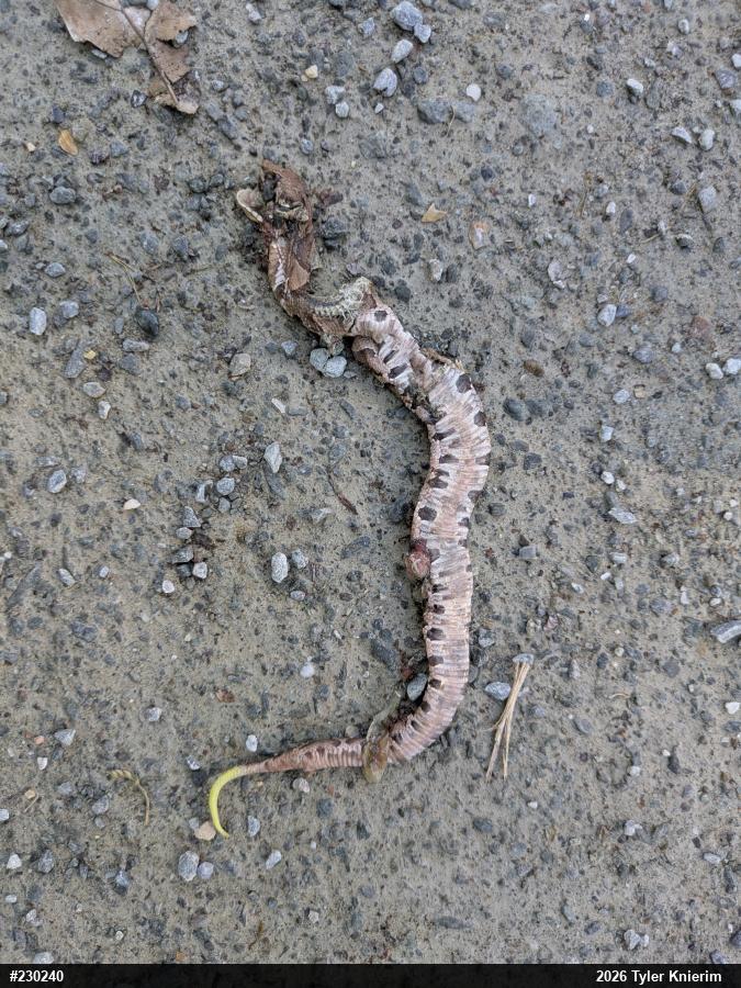 Northern Copperhead