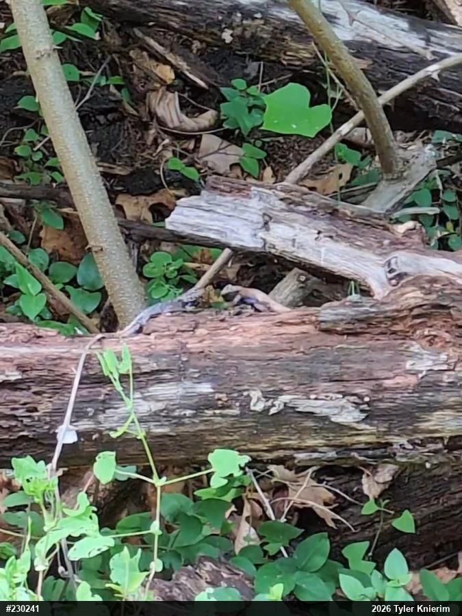 Eastern Fence Lizard