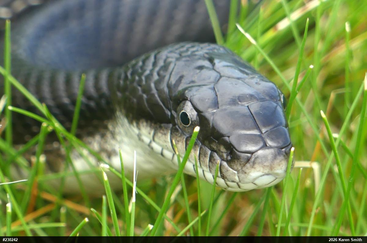 Eastern Ratsnake