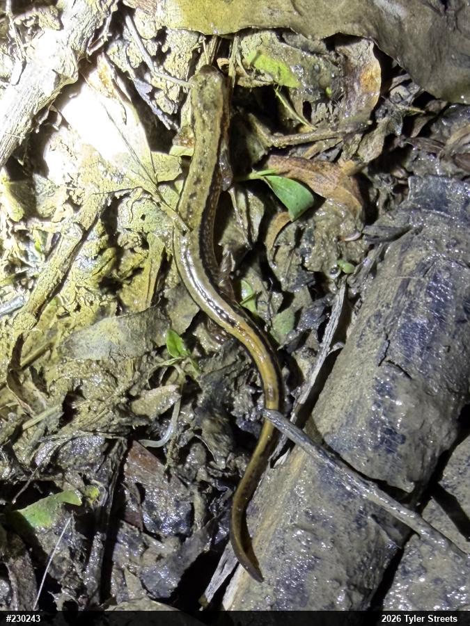 Northern Two-lined Salamander