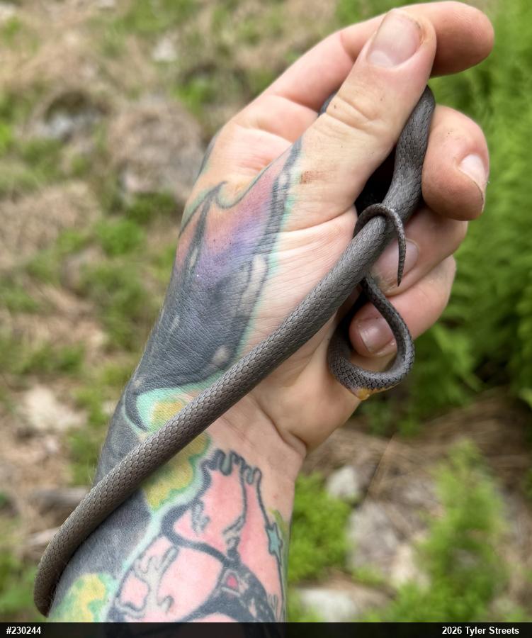 Northern Ring-necked Snake
