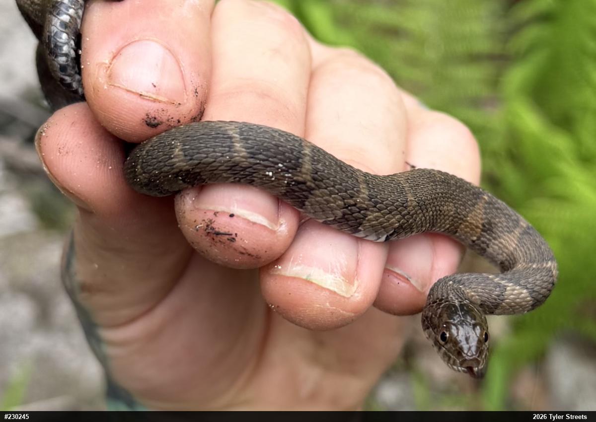 Northern Watersnake