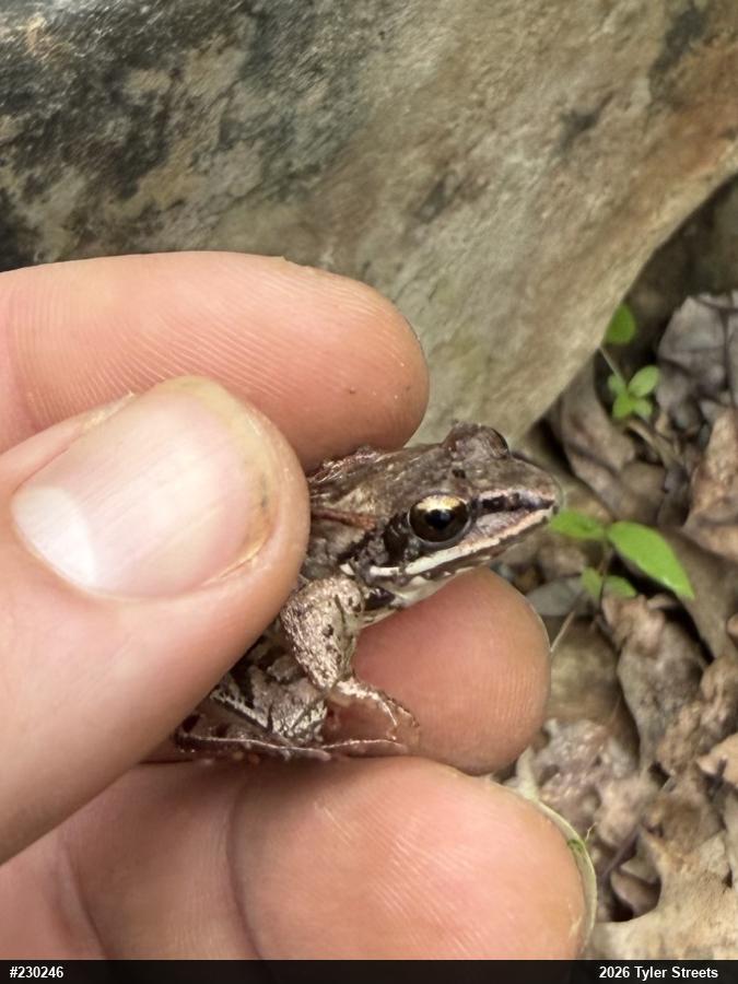 Wood Frog