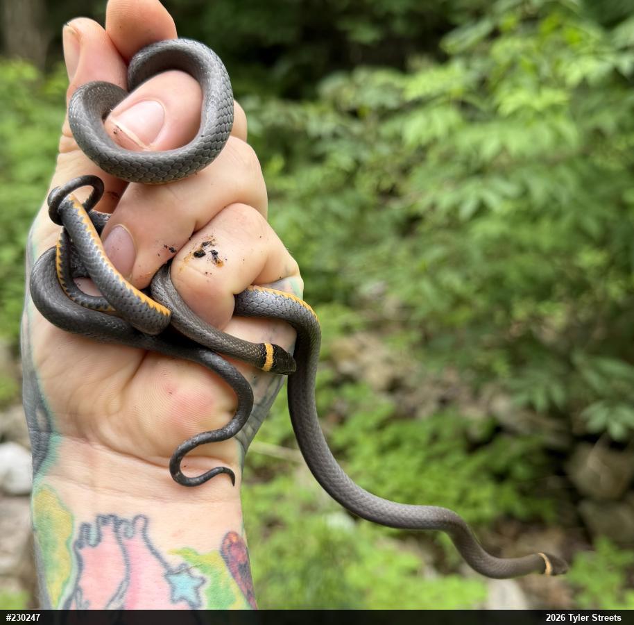 Northern Ring-necked Snake
