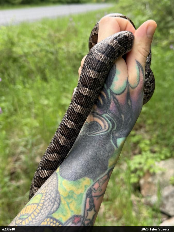 Eastern Milksnake