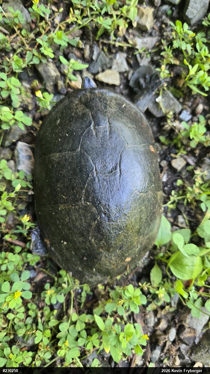 Eastern Musk Turtle