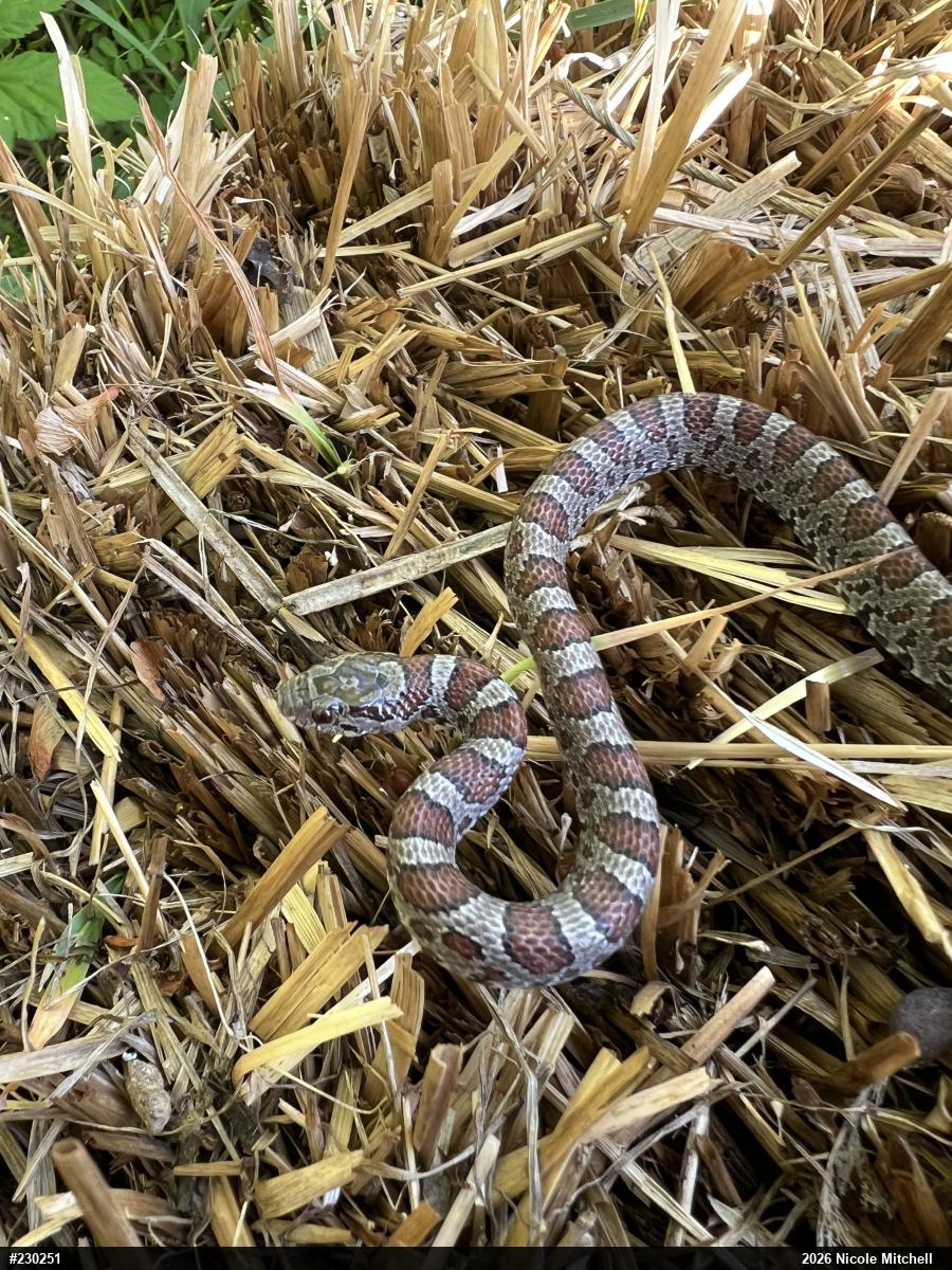Eastern Milksnake