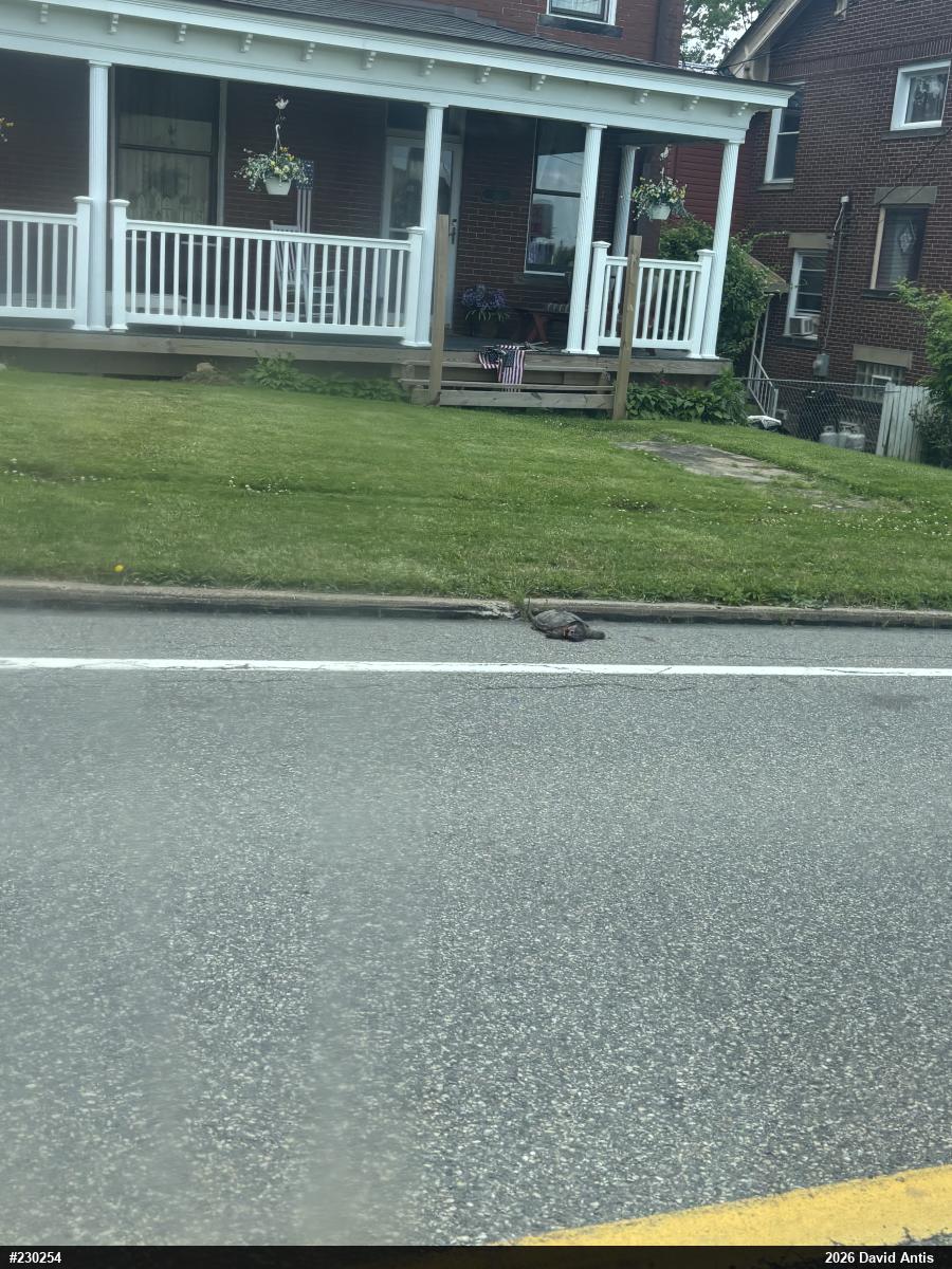 Snapping Turtle