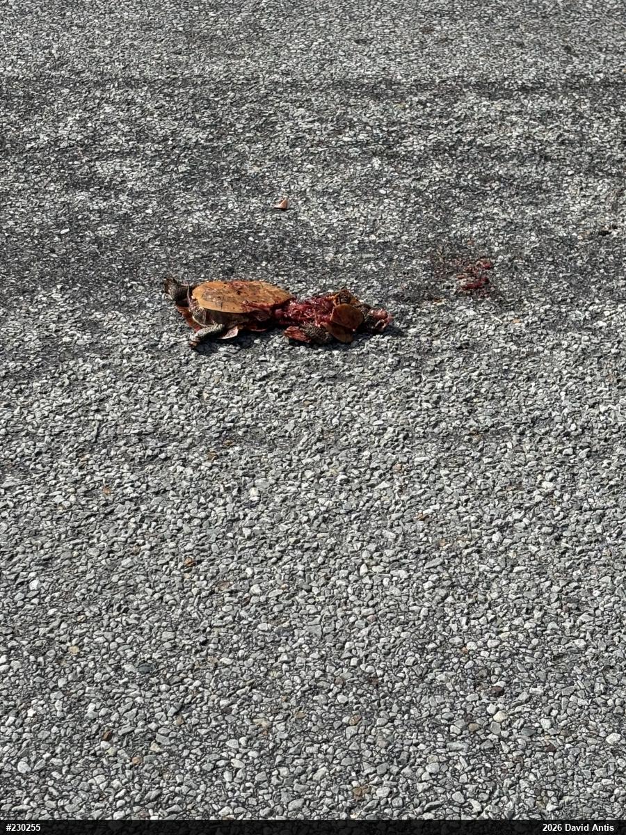 Painted Turtle
