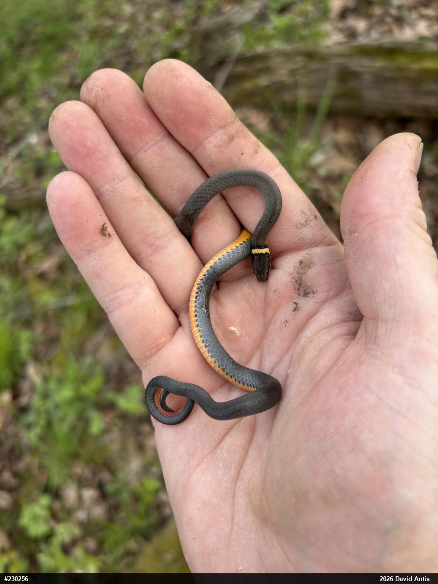 Northern Ring-necked Snake