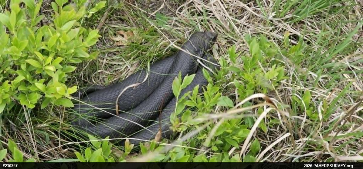 Eastern Hog-nosed Snake