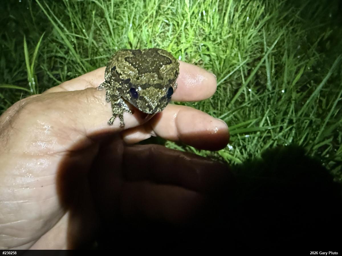 Cope's Gray Treefrog