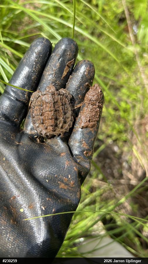 Snapping Turtle