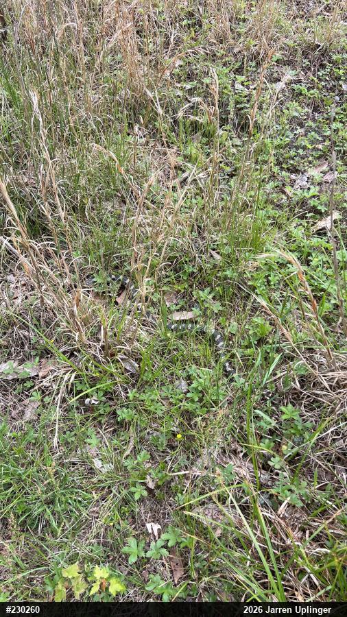 Eastern Hog-nosed Snake