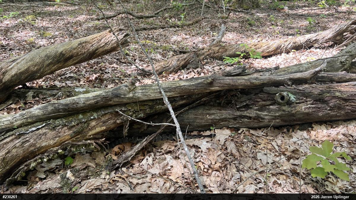 Timber Rattlesnake