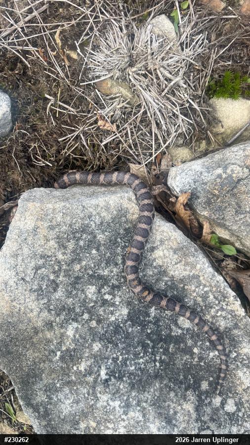Eastern Milksnake