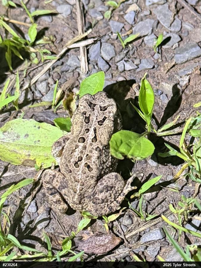 Eastern American Toad