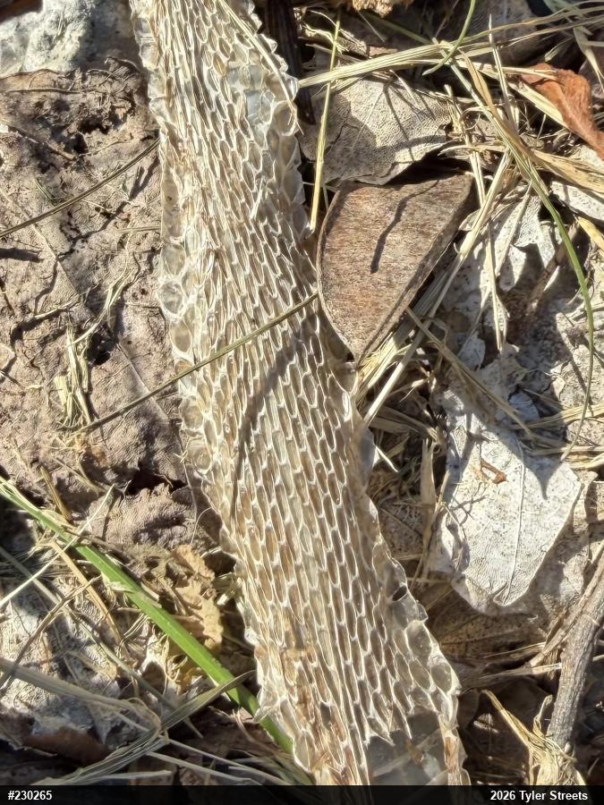 Eastern Gartersnake