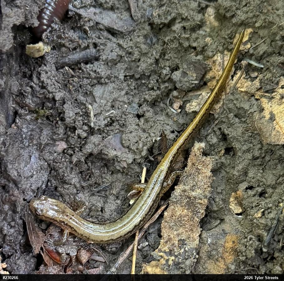 Northern Two-lined Salamander