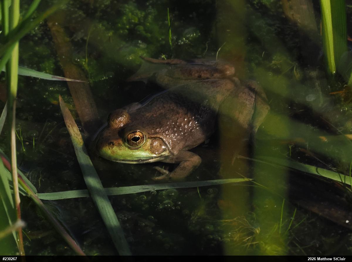 American Bullfrog