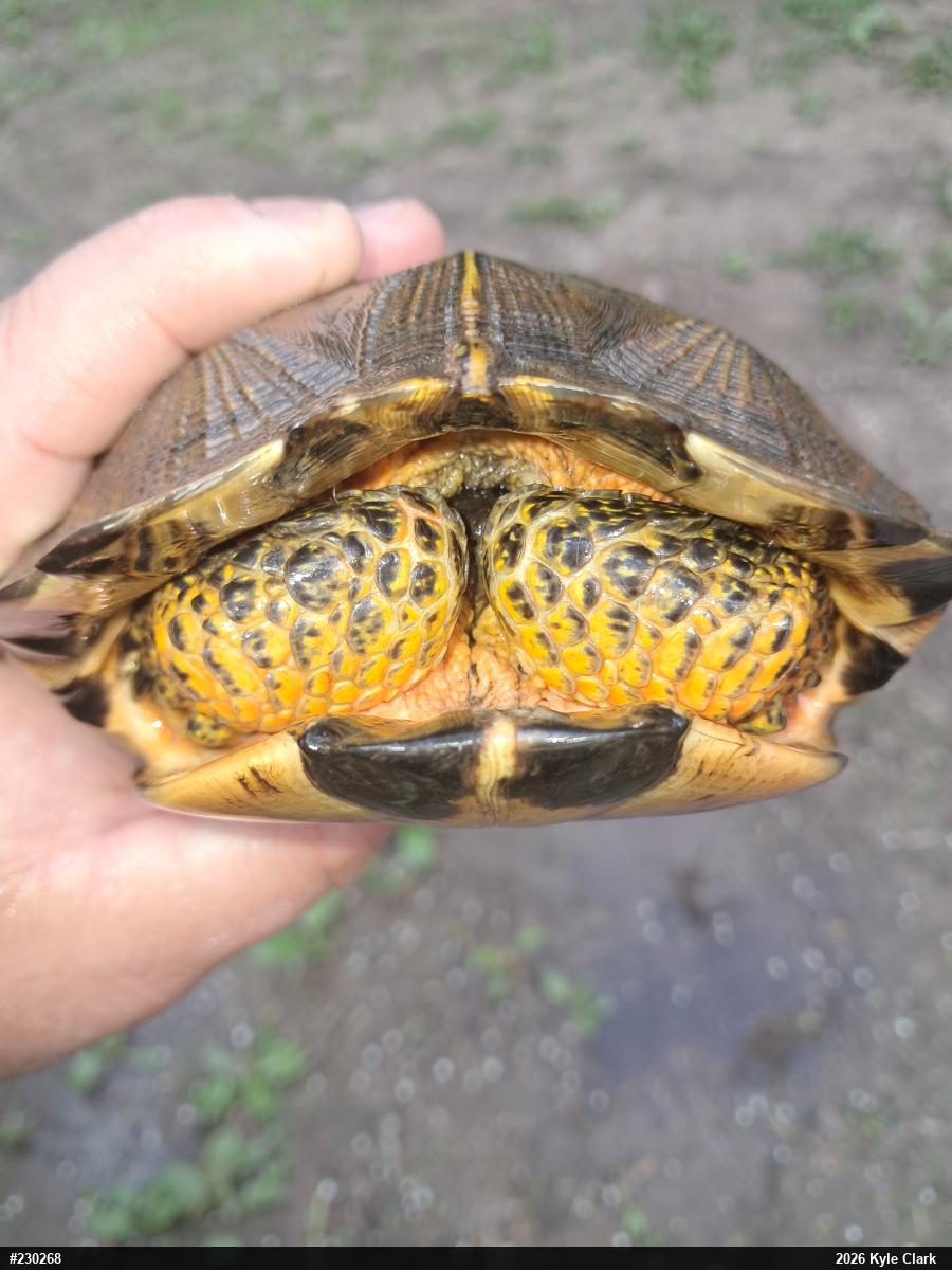 Wood Turtle