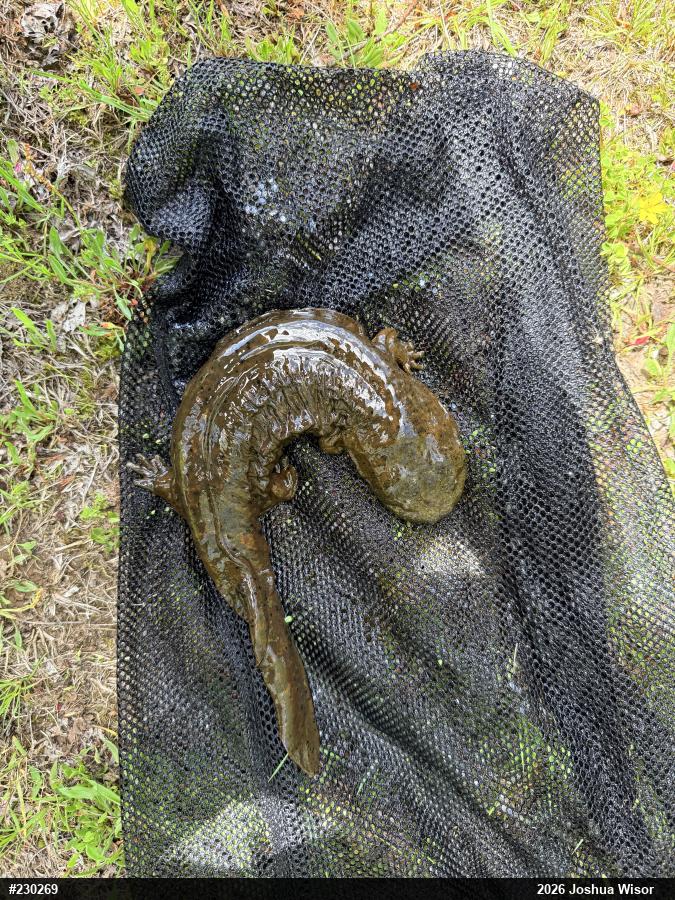 Eastern Hellbender